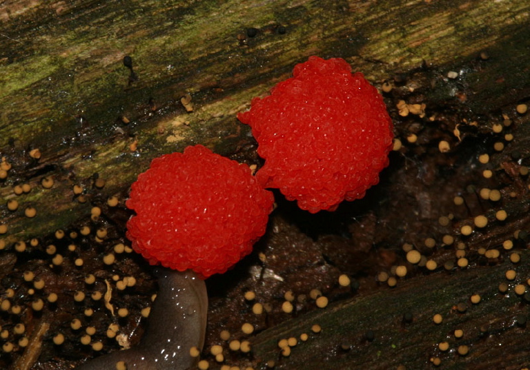 Tubifera ferruginosa Enteridiidae
