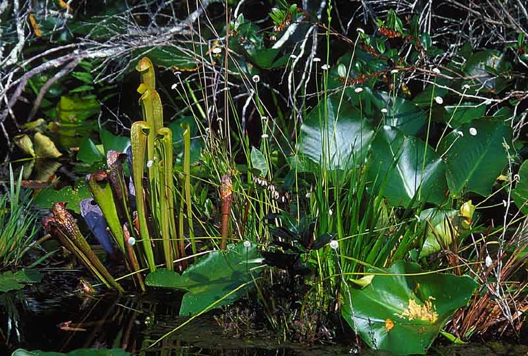 Eriocaulon compressum Eriocaulaceae