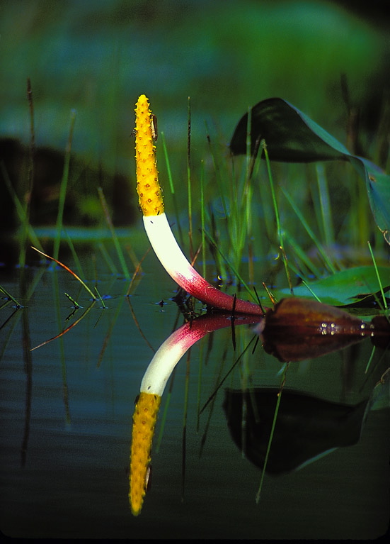 Orontium aquaticum Araceae