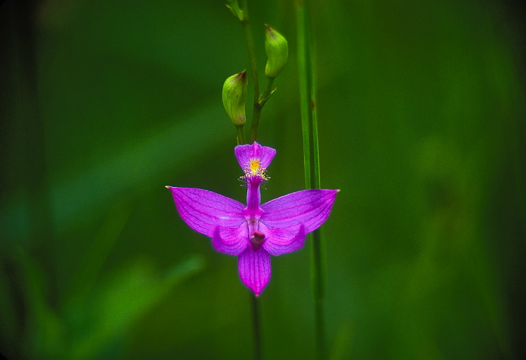 Calopogon tuberosus Orchidaceae