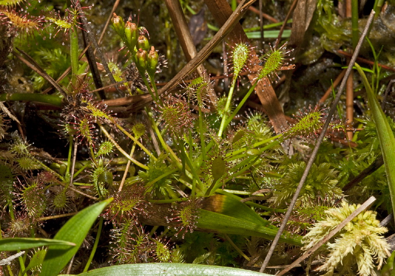 Drosera intermedia Droseraceae