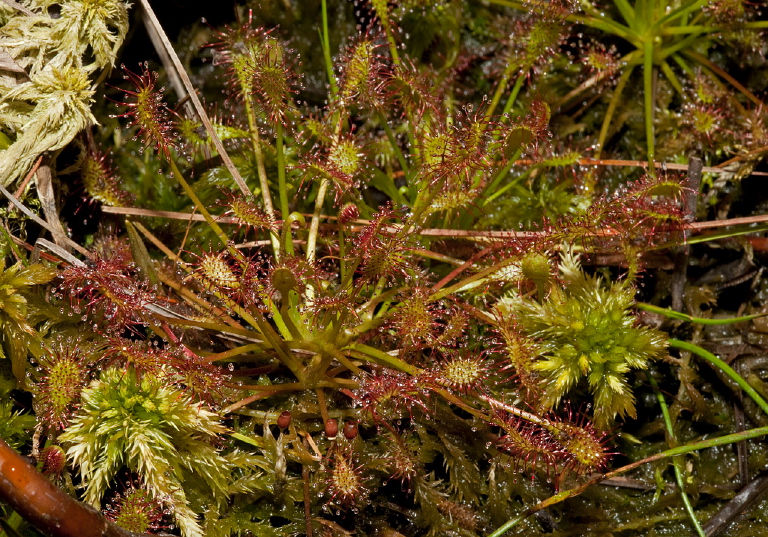 Drosera intermedia Droseraceae