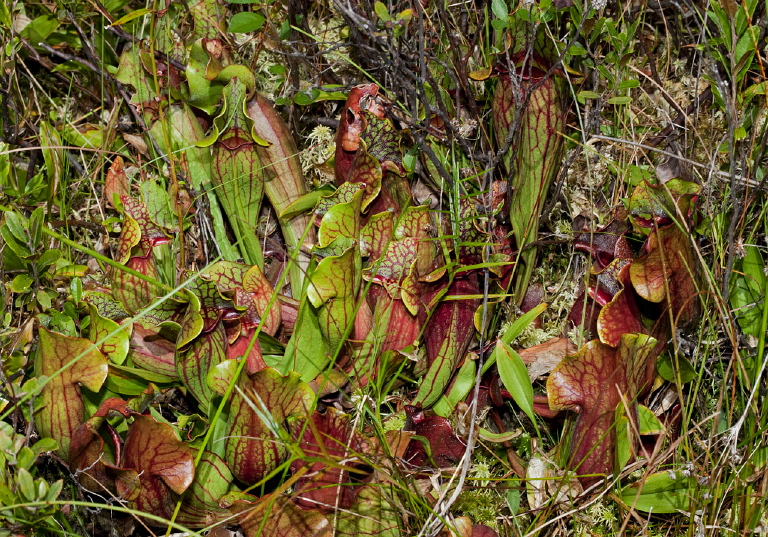 Sarracenia purpurea Sarraceniaceae