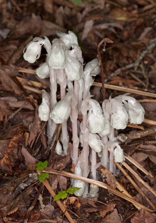 Monotropa uniflora Monotropaceae