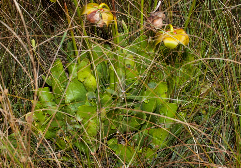 Sarracenia purpurea Sarraceniaceae