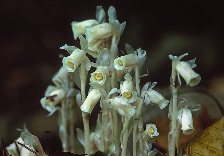 Monotropa uniflora Monotropaceae