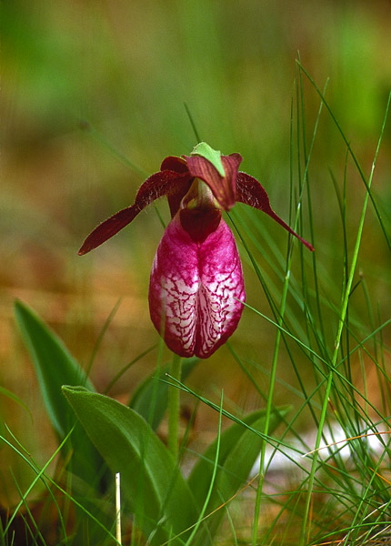 Cypripedium acaule Orchidaceae