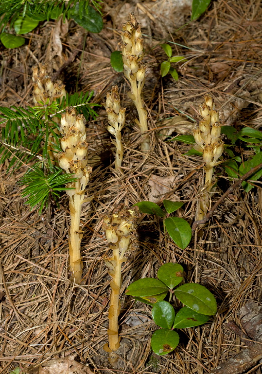 Monotropa hypopitys? Monotropaceae