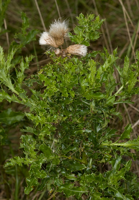 Cirsium arvense? Asteraceae