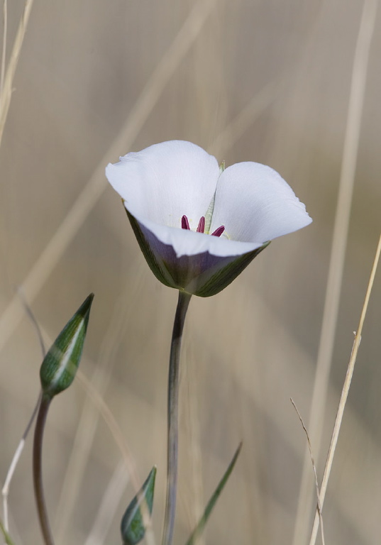 Calochortus sp. Liliaceae