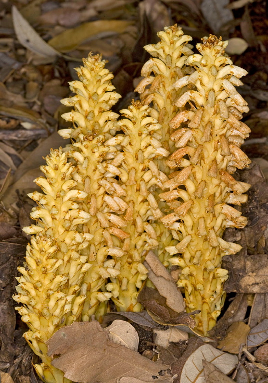 Conopholis alpina var. mexicana? Orobanchaceae