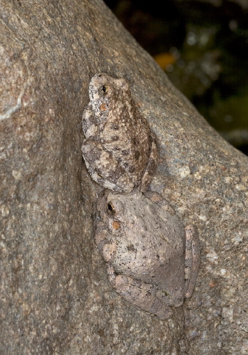 Hyla arenicolor Hylidae