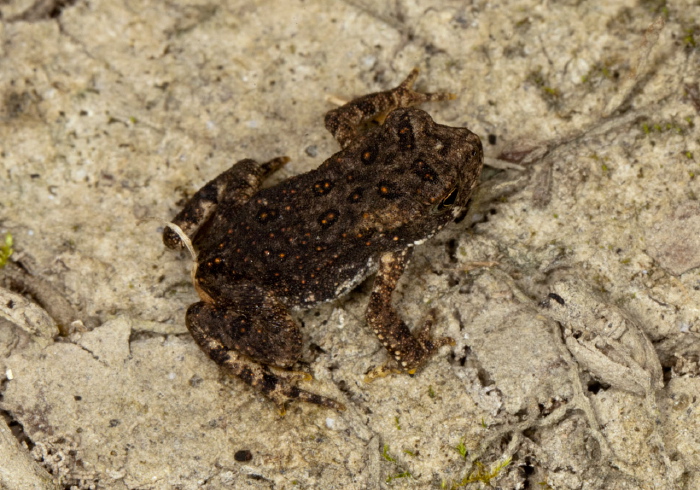 Anaxyrus americanus? Bufonidae