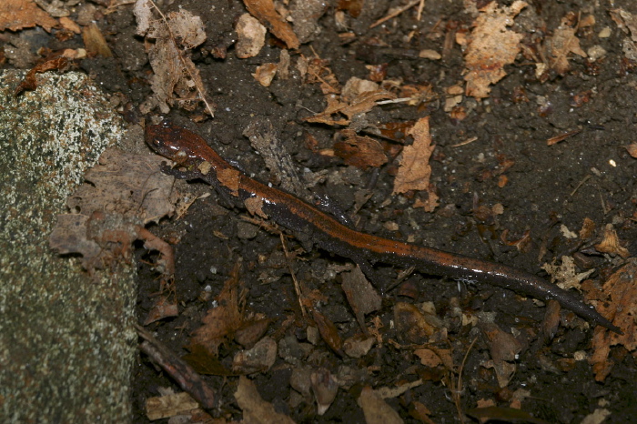 Plethodon cinereus Plethodontidae