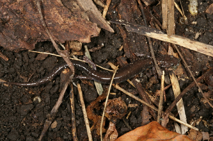 Plethodon cinereus Plethodontidae