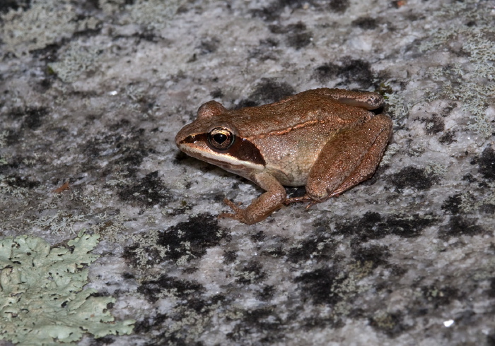 Lithobates sylvaticus Ranidae