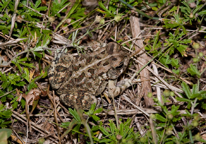 Anaxyrus fowleri Bufonidae