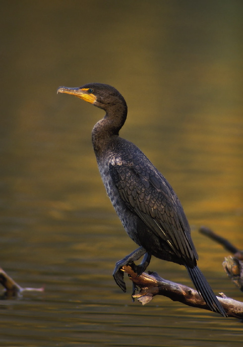 Phalacrocorax auritus Phalacrocoracidae