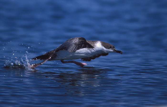 Puffinus gravis Procellariidae