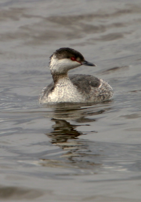 Podiceps auritus Podicipedidae