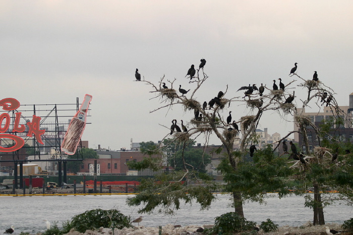 Phalacrocorax auritus Phalacrocoracidae