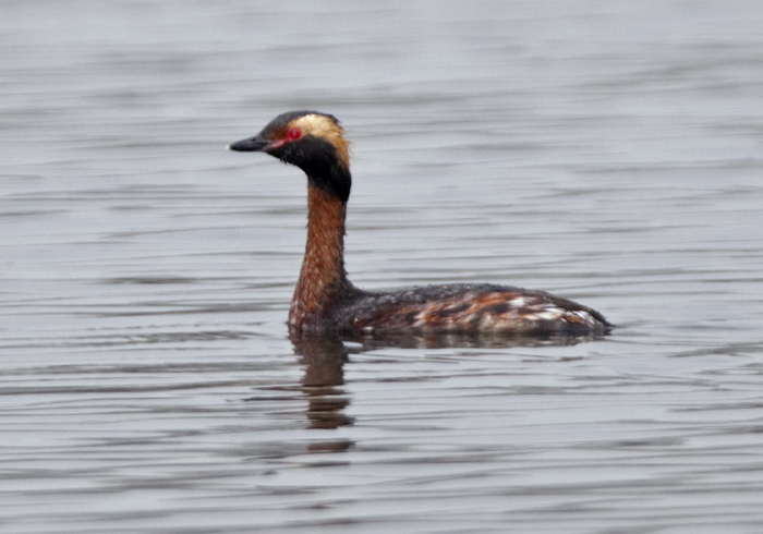 Podiceps auritus Podicipedidae