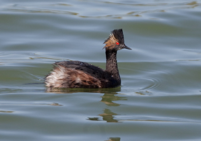 Podiceps nigricollis Podicipedidae