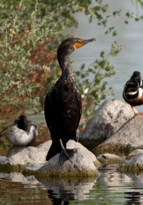 Phalacrocorax auritus Phalacrocoracidae