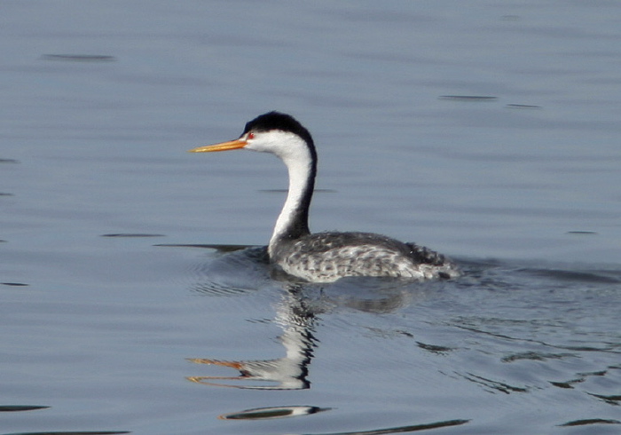 Aechmophorus clarkii Podicipedidae