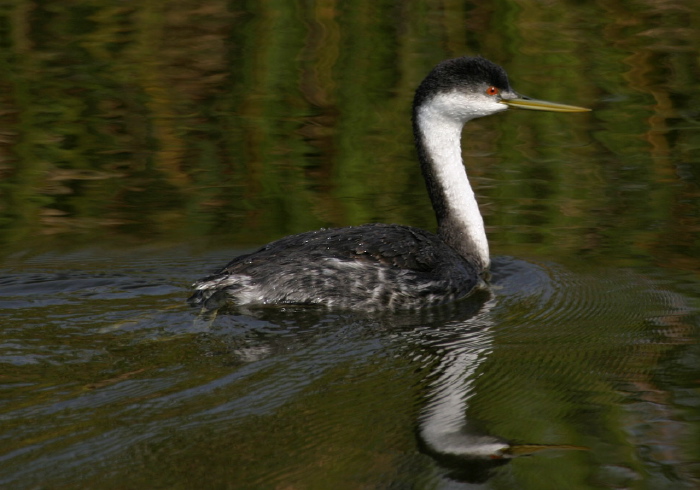 Aechmophorus occidentalis Podicipedidae