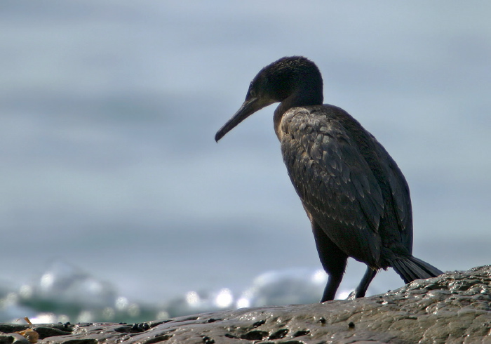 Phalacrocorax penicillatus Phalacrocoracidae