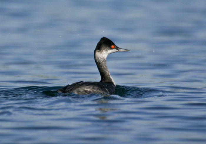 Podiceps nigricollis Podicipedidae