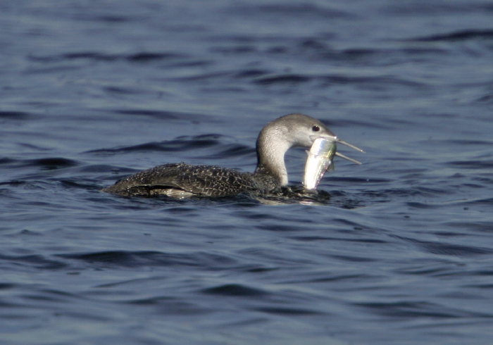 Gavia stellata Gaviidae