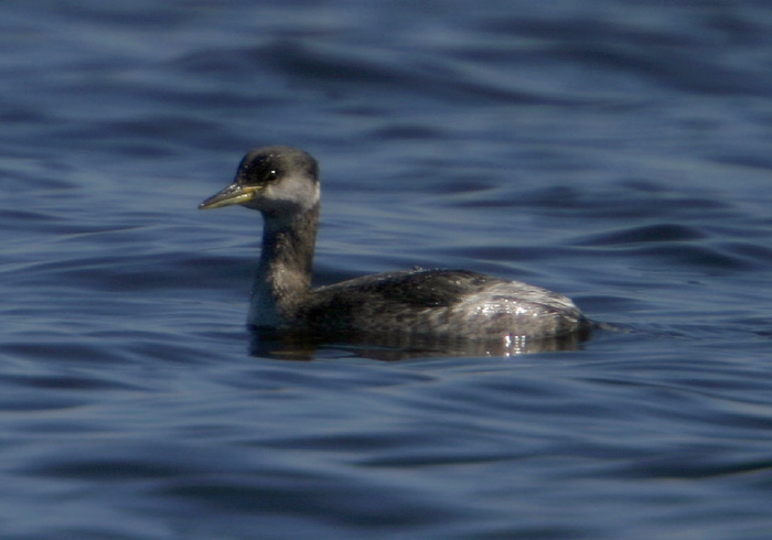 Podiceps grisegena Podicipedidae