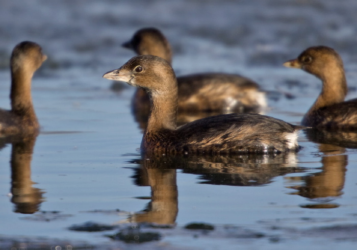 Podilymbus podiceps Podicipedidae