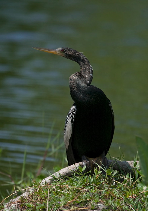 Anhinga anhinga Anhingidae