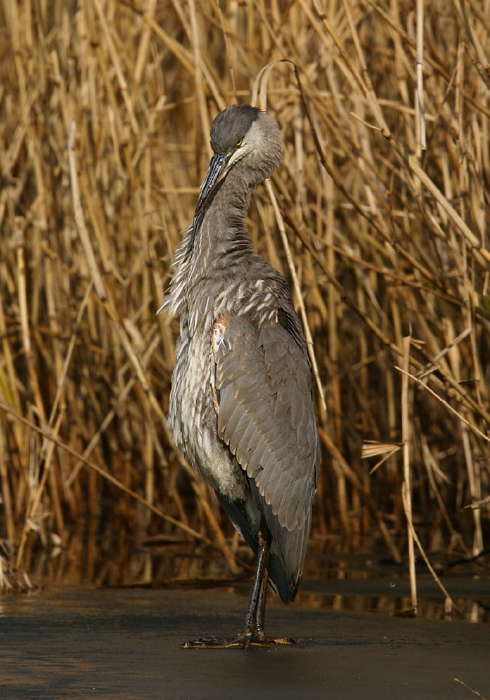 Ardea herodias Ardeidae