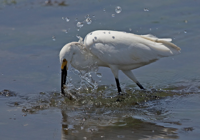 Egretta thula Ardeidae