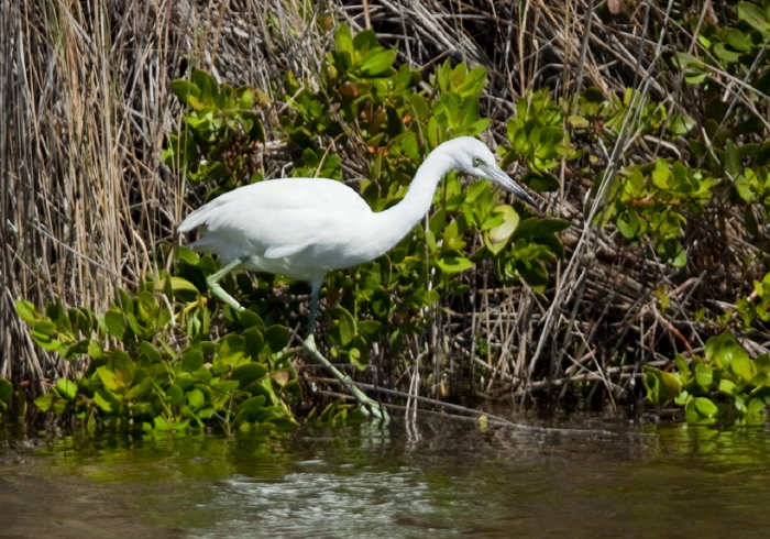 Egretta caerulea Ardeidae