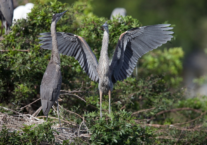 Ardea herodias Ardeidae