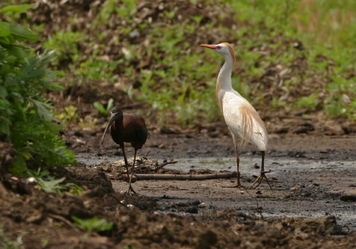 Bubulcus ibis Ardeidae