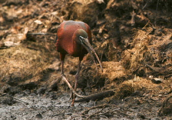 Plegadis falcinellus Threskiornithidae