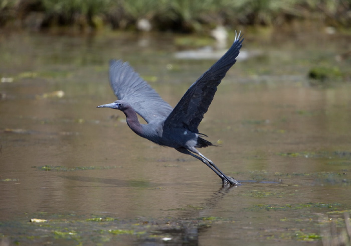 Egretta caerulea Ardeidae