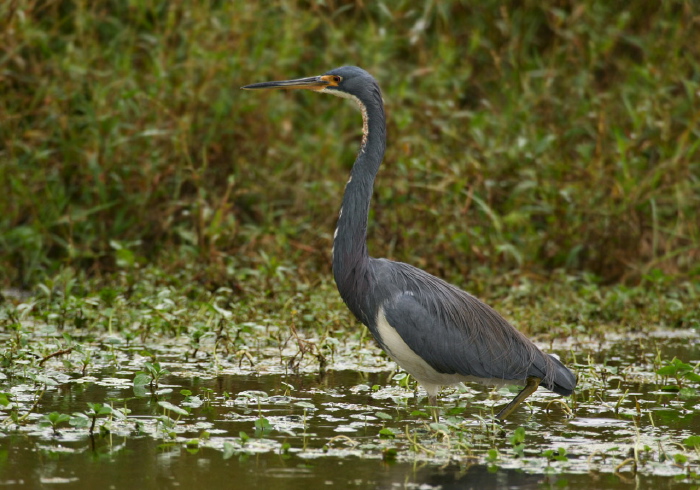 Egretta tricolor Ardeidae