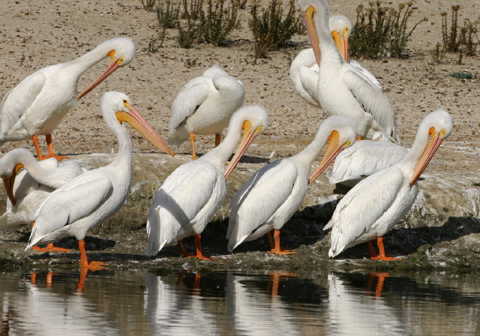 Pelecanus erythrorhynchos Pelecanidae