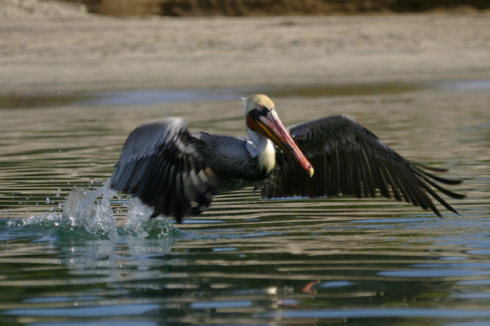 Pelecanus occidentalis Pelecanidae