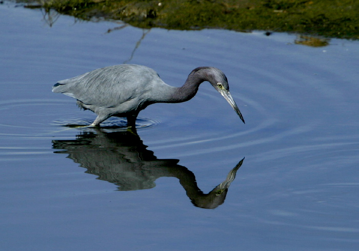 Egretta caerulea Ardeidae