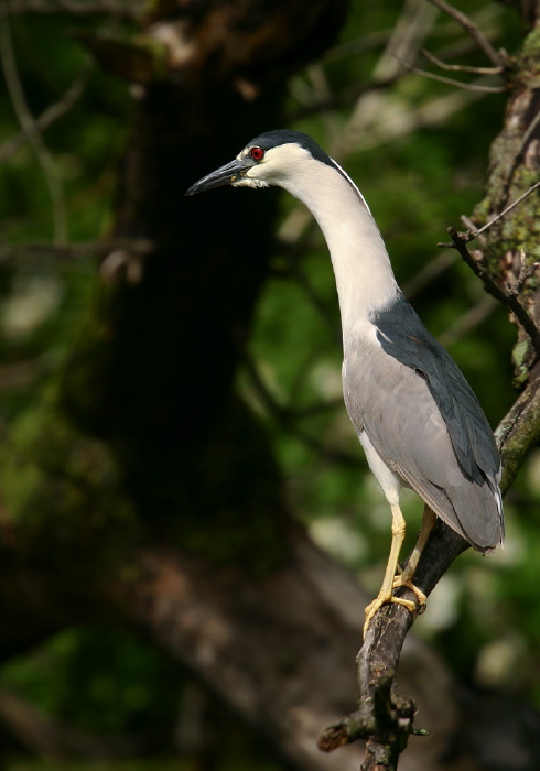 Nycticorax nycticorax Ardeidae