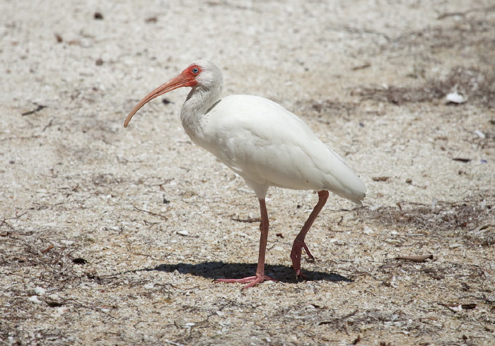 Eudocimus albus Threskiornithidae