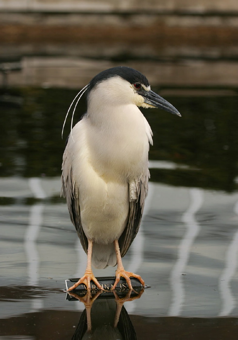 Nycticorax nycticorax Ardeidae